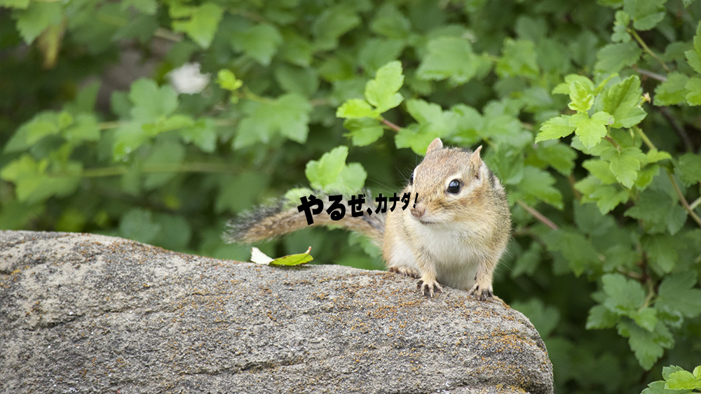 高校留学で英語が伸びる子・伸びない子